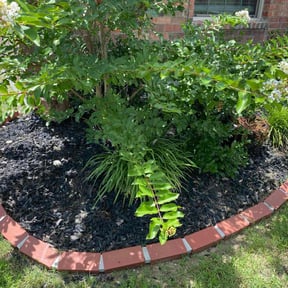 Flower Bed Weeding by Lion's Landscaping reviewed on April 15, 2025