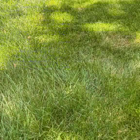 Flower Bed Weeding by Foehsers Lawn Care reviewed on July 26, 2022