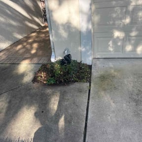 Bush Trimming by Greeley Greenscapes reviewed on April 3, 2025