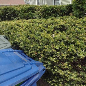 Bush Trimming by Landscaping reviewed on August 3, 2022