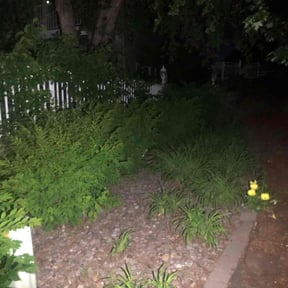 Bush Trimming by CUT Tulsa Lawn Co. reviewed on April 24, 2022