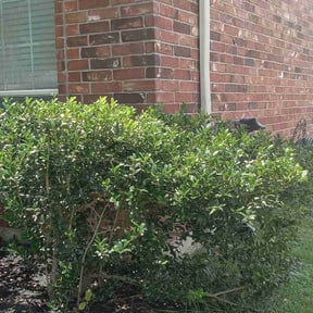 Bush Trimming by Florida Landscape and Mowing reviewed on May 16, 2022