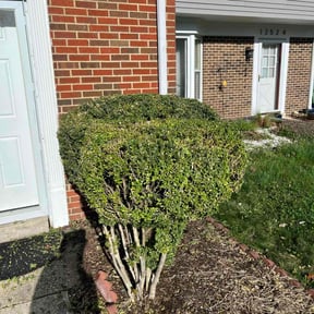 Bush Trimming by Avilas Landscape and Hauling reviewed on May 4, 2024