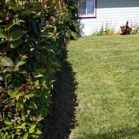 Bush Trimming by Ausmus Gardencare reviewed on November 18, 2021
