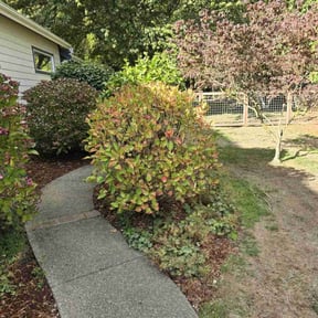 Bush Trimming by Fresh Cut Lawn Care & Property Services, LLC reviewed on June 9, 2022