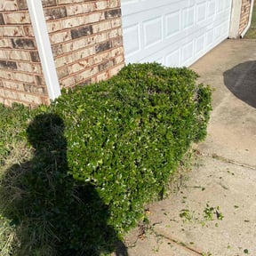 Bush Trimming by Don Genos LLC reviewed on April 16, 2025