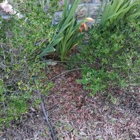 Flower Bed Weeding by Jays lawn care reviewed on June 18, 2020