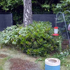 Bush Trimming by Chewys Landscaping reviewed on November 21, 2024