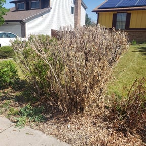 Bush Trimming by Trinity Mobile Service LLC reviewed on June 21, 2024