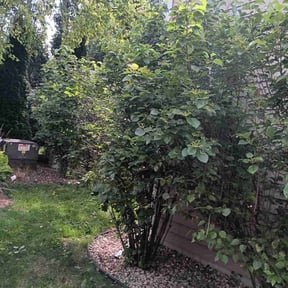 Bush Trimming by Lawn care Debris and Tree reviewed on August 10, 2024