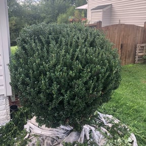 Bush Trimming by FRL Landscaping reviewed on October 9, 2024