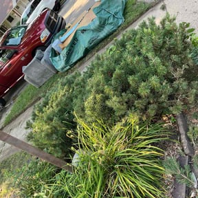 Bush Trimming by The lawn Service,LLC reviewed on December 4, 2023