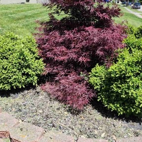 Weeding by Mr. Larrys Yard Maintenance LLC reviewed on August 2, 2022