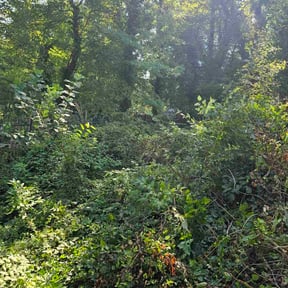 Bush Trimming by Toro Verde Lawns reviewed on April 30, 2025