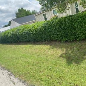 Bush Trimming by Don Genos LLC reviewed on April 16, 2025