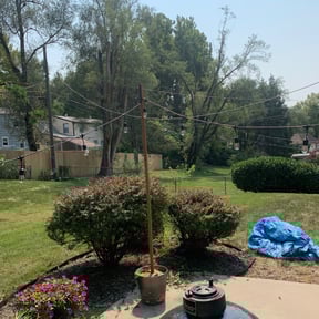 Bush Trimming by Black horse reviewed on August 8, 2025