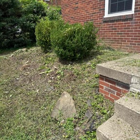 Bush Trimming by Boodoo Services reviewed on August 15, 2024