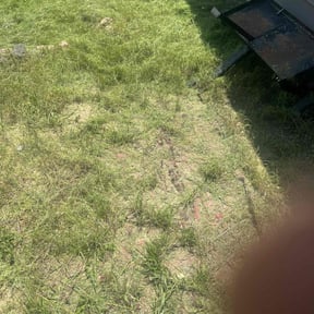 Cleanups by Perfect Grass reviewed on June 11, 2025