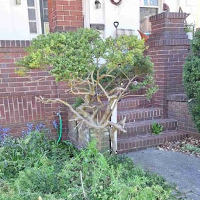 Bush Trimming by Lopez services reviewed on May 8, 2025