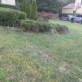 Bush Trimming by Green T's Lawn & Landscape reviewed on April 12, 2025