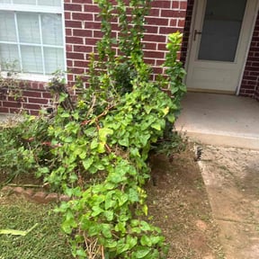 Flower Bed Weeding by Walker and Walker Ltd. Co reviewed on March 2, 2025