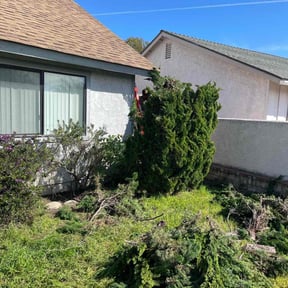 Bush Trimming by Matthew’s Exterior Services reviewed on June 8, 2022