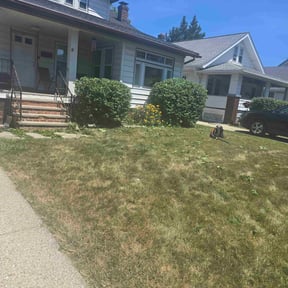 Bush Trimming by D&k Taylor lawn care reviewed on May 1, 2023