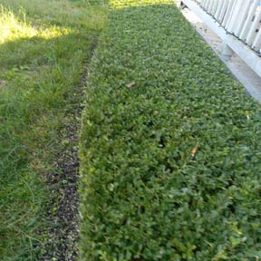 Bush Trimming by Signature Lawn Care LLC. reviewed on March 28, 2022