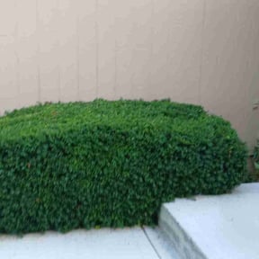 Bush Trimming by Mow Time Lawn Service LLC reviewed on August 3, 2022