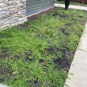 Flower Bed Weeding by David Peters reviewed on October 14, 2024