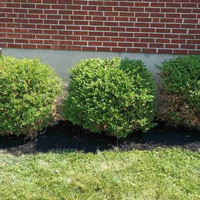 Bush Trimming by Phillips4seasons reviewed on April 25, 2025