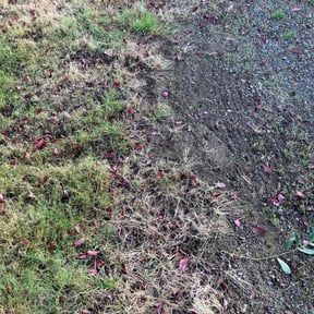 Leaf Removal by Weekend Warrior Landscaping reviewed on March 28, 2022