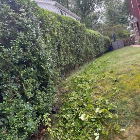 Bush Trimming by Revive and Thrive Properties reviewed on July 2, 2025