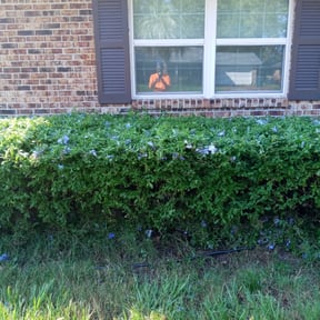 Bush Trimming by Field of Green lawn and Landscape reviewed on August 20, 2025