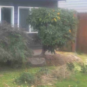 Bush Trimming by Top Quality Lawn Care reviewed on October 24, 2025