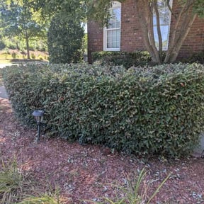 Bush Trimming by C&Z Contracting LLC reviewed on August 21, 2025