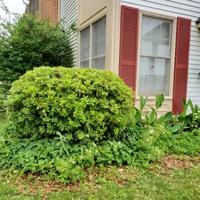 Bush Trimming by All Pro Lawn Maintenance LLC reviewed on August 20, 2025