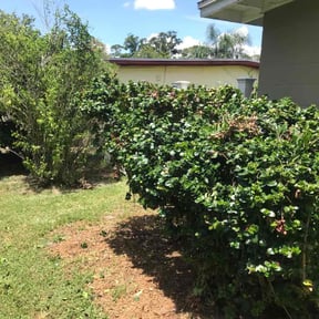 Bush Trimming by Jr's Landscape reviewed on August 15, 2025