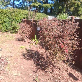 Bush Trimming by Supreme Home Services reviewed on November 27, 2025