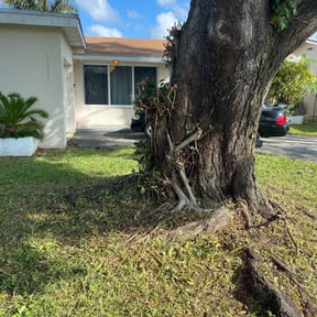 Bush Trimming by Miracle Lawn Bros reviewed on April 18, 2024