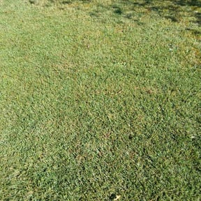 landscaping services by Williams & Williams Lawn/Maintenance reviewed on August 20, 2025