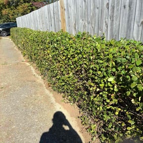 Bush Trimming by Scarlet and gray Lawn Care Management LLC reviewed on October 23, 2025