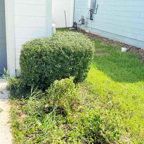 Bush Trimming by Wilson's Lawn Care reviewed on July 19, 2026
