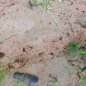 Flower Bed Weeding by MIA Lawn and Property Maintenance reviewed on October 19, 2025