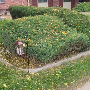 Bush Trimming by Amaya Landscaping reviewed on May 7, 2024