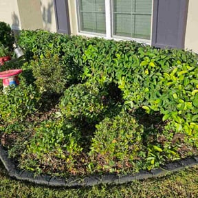 Bush Trimming by Gomez landscaping reviewed on November 20, 2025