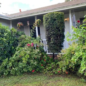 Bush Trimming by Lawn Junkie reviewed on June 30, 2026