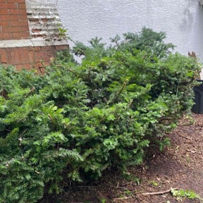 Bush Trimming by C & A Services reviewed on August 21, 2025