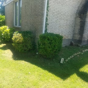 Bush Trimming by Forrestland Services reviewed on August 20, 2025
