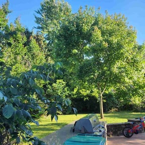 landscaping services by Quality Lawn Care reviewed on August 13, 2025